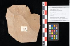 Foto (Objekt + Etikett) von Aronium extinctum Ettingshausen (NHMW-GEO-2024-0188-0453)